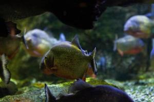 diferentes peixes tropicais debaixo d'água foto