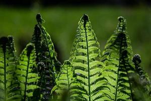 samambaia verde fiddlehead foto