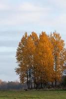 paisagens naturais de outono na letônia foto