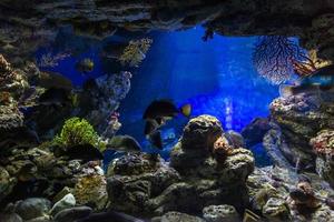 diferentes peixes tropicais debaixo d'água foto