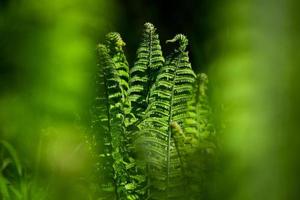 samambaia verde fiddlehead foto