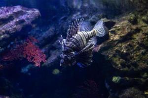 diferentes peixes tropicais debaixo d'água foto