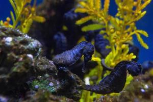 diferentes peixes tropicais debaixo d'água foto