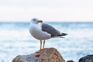 gaivota de patas amarelas foto