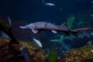 diferentes peixes tropicais debaixo d'água foto