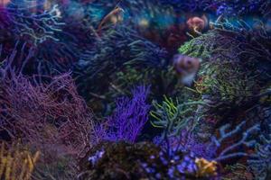 diferentes peixes tropicais debaixo d'água foto