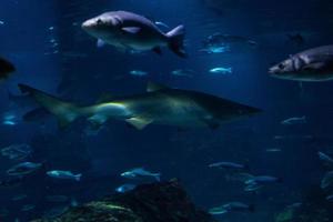 diferentes peixes tropicais debaixo d'água foto