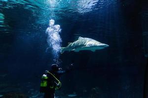 diferentes peixes tropicais debaixo d'água foto