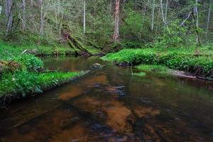 um pequeno riacho na floresta com falésias de arenito e pedras foto