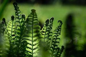 samambaia verde fiddlehead foto