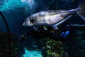 diferentes peixes tropicais debaixo d'água foto