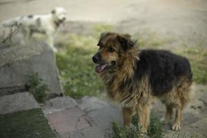 cachorro fica na escada. cão vadio pede comida. animal da cidade. foto