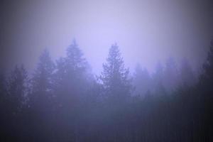 uma floresta de pinheiros com neblina matinal, retratada em tons de azul. foto