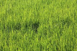 campos de arroz verde na tailândia foto