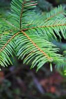 foto de close-up de folhas verdes de pinheiro.