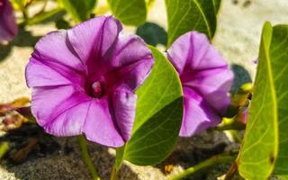 rosa roxos ipoméia cabras pé rastejante praia flor mexico. foto