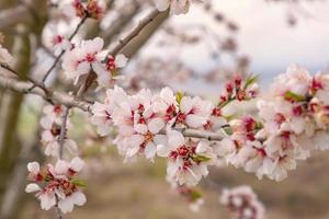 lindas cores suaves da árvore em flor na primavera foto