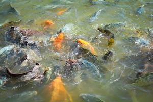 laranja carpa dourada peixe tilápia e peixe-gato alimentando alimentos em lagoas de superfície de água foto