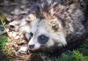 cão-guaxinim japonês sentado na grama animal tanuki foto