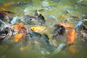 laranja carpa dourada peixe tilápia e peixe-gato alimentando alimentos em lagoas de superfície de água foto