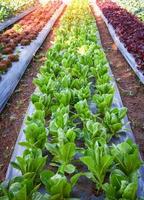 campo de horta verde plantando couve chinesa salada de alface de carvalho verde e vermelho foto