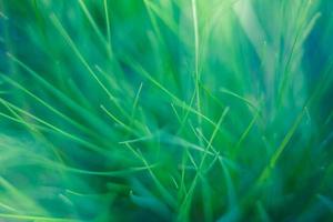 fundo de primavera ou verão com grama verde. padrão de natureza abstrata, fundo de natureza artística foto