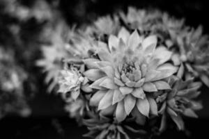 flores abstratas fundo preto e branco. plantas monocromáticas dramáticas com luz solar suave foto