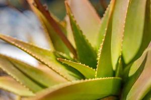 espiral de aloe vera com gotas de água, closeup. macro de planta de natureza mediterrânea. frescor da flora tropical, jardim natural foto