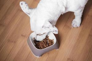 um cachorro branco come comida seca de uma tigela foto