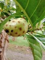 vegetal noni de saúde. alimentos à base de plantas de frescura para medicina. foto