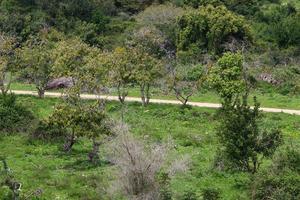 estrada rural da floresta no norte de israel. foto