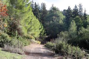 estrada rural da floresta no norte de israel. foto