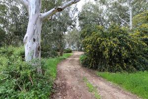 estrada rural da floresta no norte de israel. foto