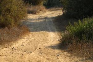 estrada rural da floresta no norte de israel. foto