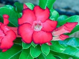 adenium obesum florescendo no jardim foto