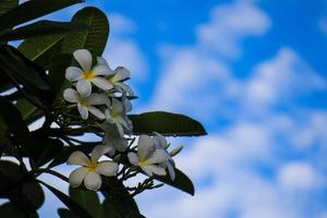 a flor cambojana, plumeria alba é uma espécie do gênero plumeria. tem folhas estreitas e alongadas, grandes flores brancas e forte fragrância. foto