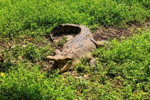 retrato de um crocodilo do nilo descansando ao sol perto de um pântano, zoológico de semarang, manhã ensolarada de dezembro foto