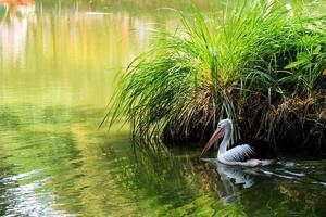 lindos pelicanos nadando no lago. foto