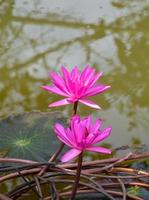 lótus rosa florescendo na água jardim tailandês beleza natureza foto