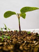 uma nova planta crescendo em uma panela em um fundo branco foto