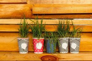 pequenos vasos com plantas em um fundo de parede de madeira foto