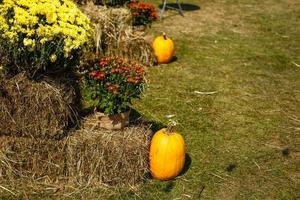 exibição de fazenda de outono de produtos agrícolas e crisântemo de outono. foto