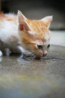 imagem da atividade de água potável do gatinho doméstico ruivo. felis silvestris catus foto