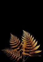 floresta tropical de folha de ouro brilha no fundo escuro. alto contraste. ilustração 3D foto