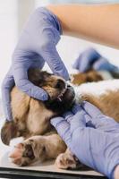 verificando a respiração. veterinário masculino em uniforme de trabalho, ouvindo a respiração de um cachorro pequeno com um estetoscópio na clínica veterinária. conceito de cuidados com animais de estimação foto