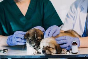 verificando a respiração. veterinário masculino em uniforme de trabalho, ouvindo a respiração de um cachorro pequeno com um estetoscópio na clínica veterinária. conceito de cuidados com animais de estimação foto