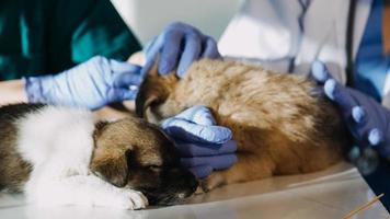 verificando a respiração. veterinário masculino em uniforme de trabalho, ouvindo a respiração de um cachorro pequeno com um estetoscópio na clínica veterinária. conceito de cuidados com animais de estimação foto