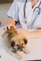 verificando a respiração. veterinário masculino em uniforme de trabalho, ouvindo a respiração de um cachorro pequeno com um estetoscópio na clínica veterinária. conceito de cuidados com animais de estimação foto