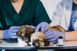 verificando a respiração. veterinário masculino em uniforme de trabalho, ouvindo a respiração de um cachorro pequeno com um estetoscópio na clínica veterinária. conceito de cuidados com animais de estimação foto