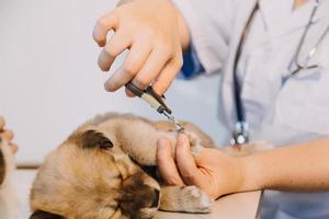 verificando a respiração. veterinário masculino em uniforme de trabalho, ouvindo a respiração de um cachorro pequeno com um estetoscópio na clínica veterinária. conceito de cuidados com animais de estimação foto